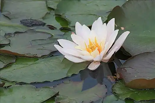 白睡莲花图片_白睡莲花图片大全_白睡莲花图片下载