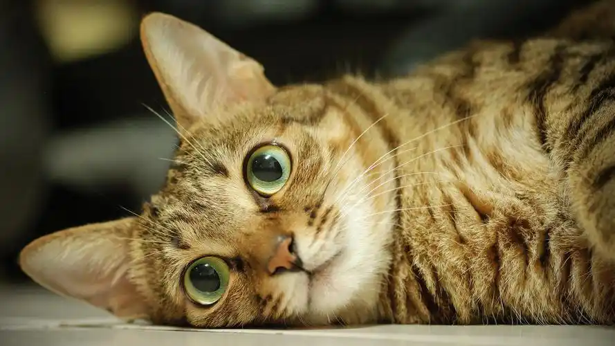 可爱猫咪特写美图电脑1080p桌面壁纸-动物壁纸-手机壁纸下载-美桌网