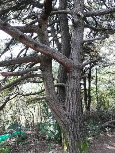 这棵松树衍生的主干就更粗壮更遒劲了.