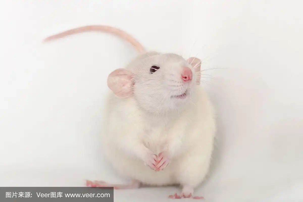 老鼠,人的鼻子,白色,蠢人,动物耳朵