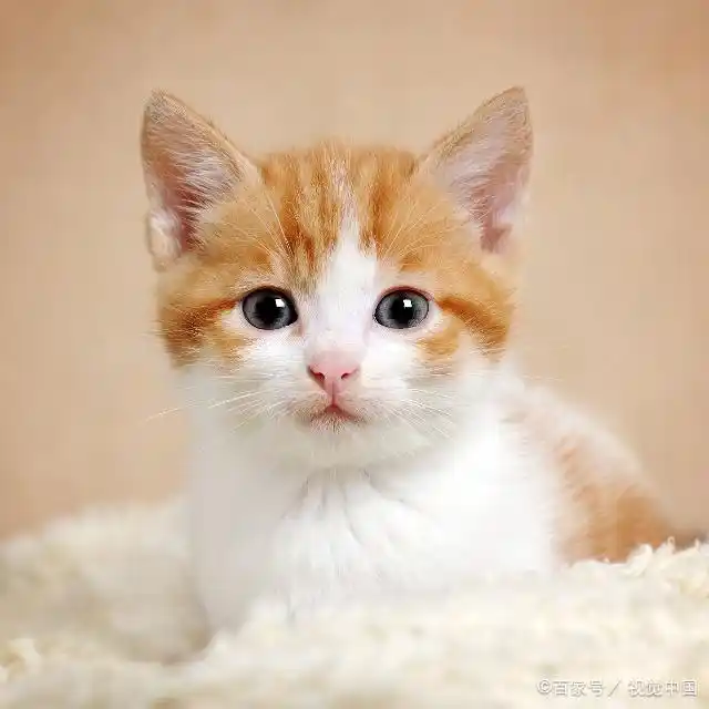 猫咪照片合集23:这些猫咪很可爱,最后一只眼睛很漂亮