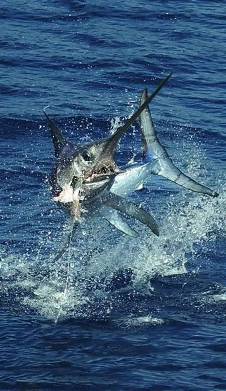 剑鱼. - kk1908 - kk1908的博客