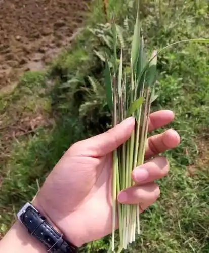 6,茅草针:剥开里面有嫩白的芯,吃起来香软.