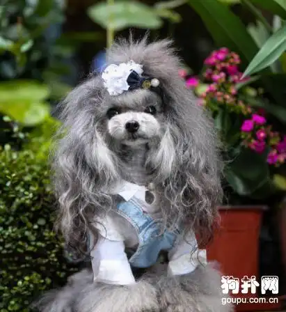 卷卷长发的泰迪小公举