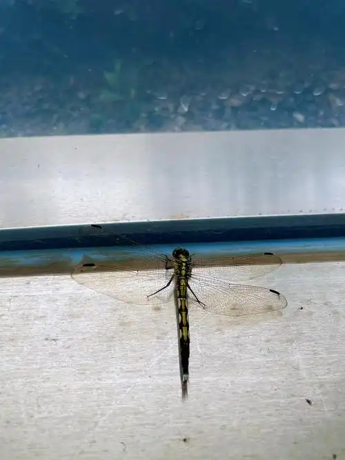 下午带娃出去看到一只蜻蜓  :蜻蜓低飞是下雨前兆,妈妈你看这只蜻蜓飞
