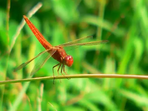 红蜻蜓