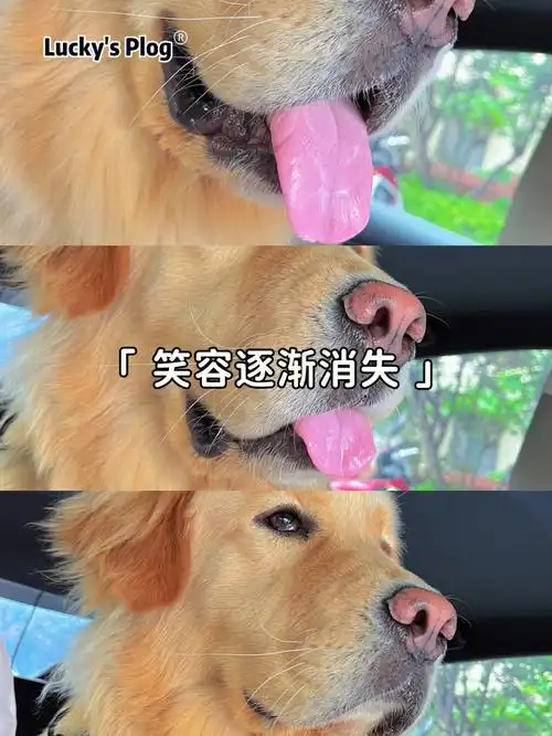 笑容逐渐消失所以爱会消失的对不对