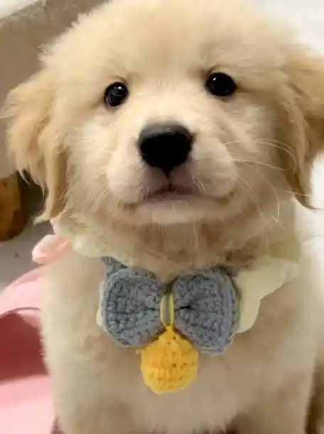 我单方面宣布,小金毛就是世界上最可爱的狗狗晚安的微博视频