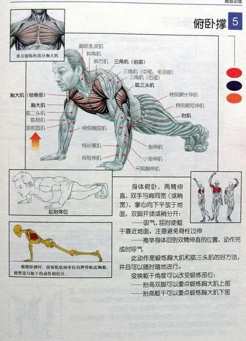 这几张图, 告诉你如何练胸