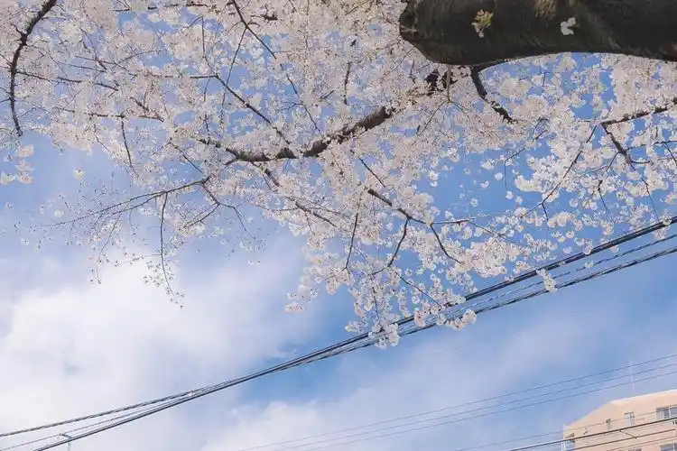 4月5日 10:04   关注  少女心壁纸 半糖主义 电脑壁纸