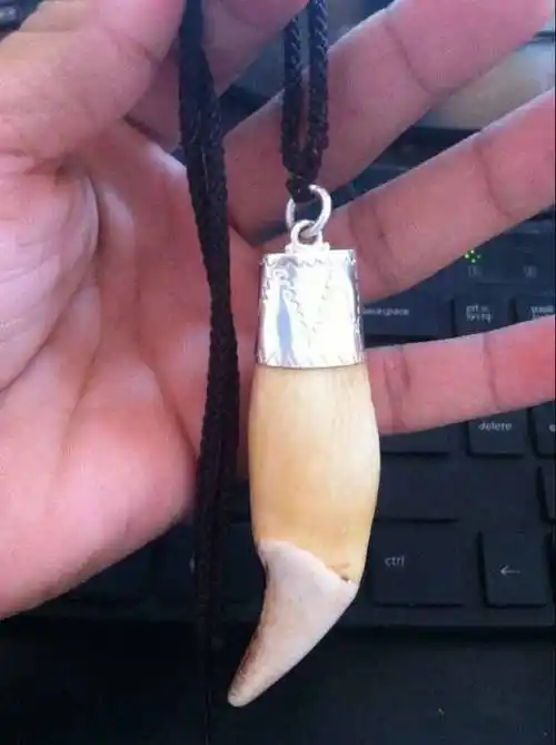 狗熊牙一个出售