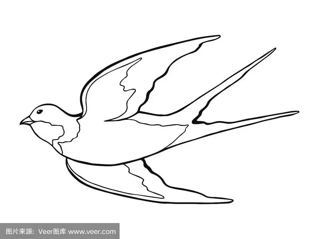 燕子鸟黑白孤立素描插图向量