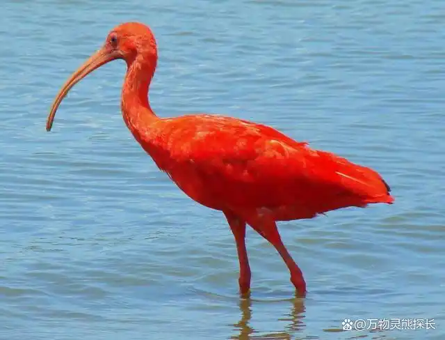 世界上最"红"的鸟,从头到脚趾都呈鲜红色,走动时就像一团跳跃的火焰