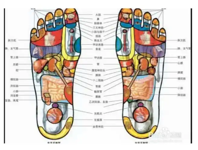 同时横向来回按摩斜方肌,肺,自下向上按摩支气管共计4分钟