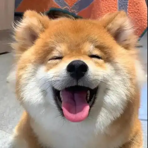 微笑狗原图(有些狗狗的笑容简直不能太治愈)