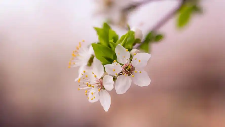 清新淡雅的花朵图片大全-百花盛开-花卉图片-第9图-娟娟壁纸