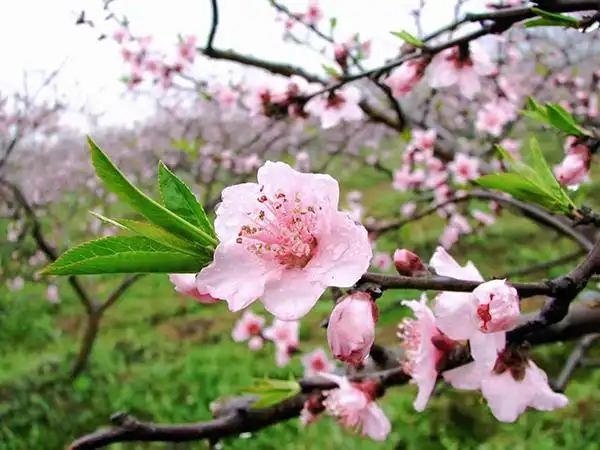 与春天撞个满怀打卡最美春景眉山东坡桃花绽放邀您赴春日的桃红盛宴