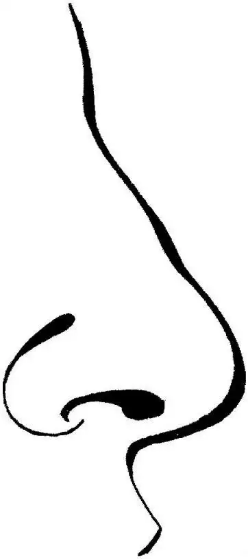 简笔画的鼻子怎么画