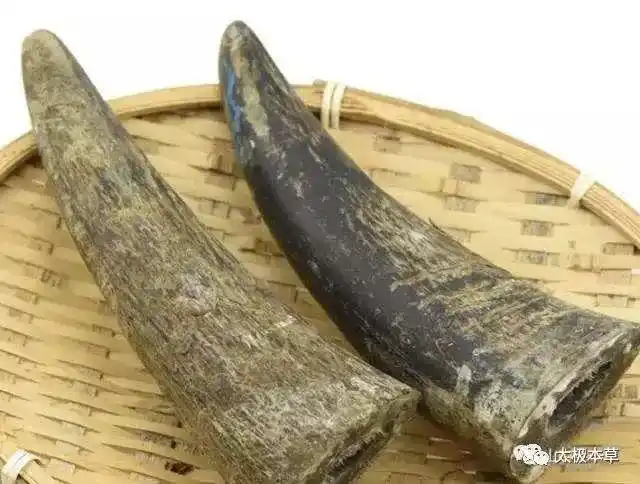 一个水牛角犀牛角的代用品可用于温病高热神昏谵语等8种病症