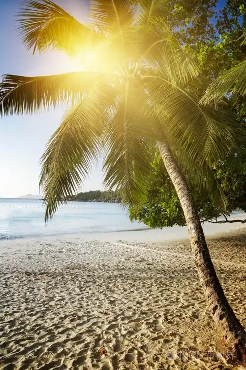 阳光明媚的海滩上saychelles