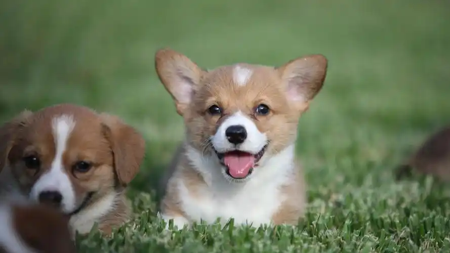 呆萌可爱汪星人图片桌面壁纸