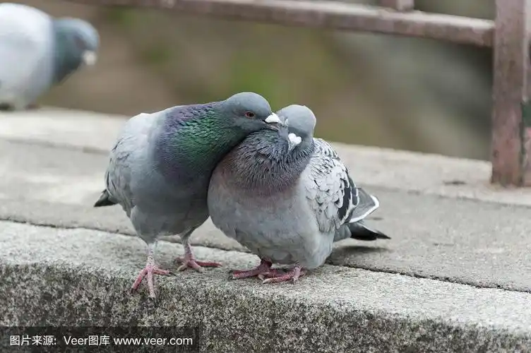 鸽子(家鸽)交配