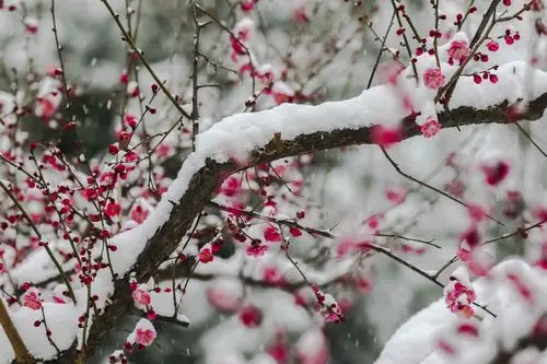 红梅傲雪喜迎春