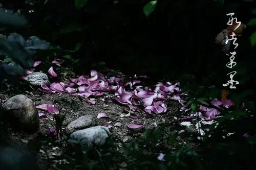 若是能读懂那一瓣落花