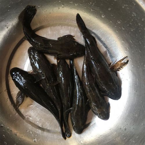 lism原生态沙塘鳢虎头鲨沙乌鳢土才鱼土憨巴新鲜鲜活呆子鱼淡水鱼