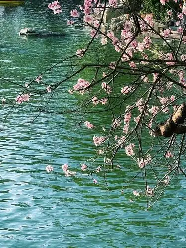 照片点评:桃花拍成什么样才叫美?