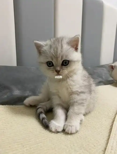 英短银渐层幼猫一窝  可同城自提银渐层幼猫