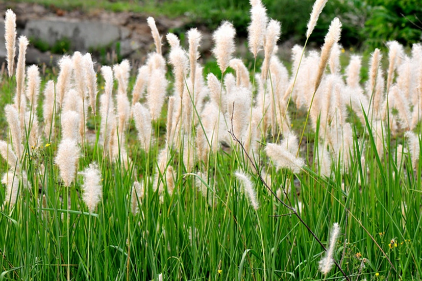 原来随处可见的白茅草,还有这些用途,现在知道还不晚哦