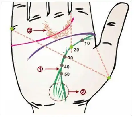 生命线末端呈现三角洲形状!