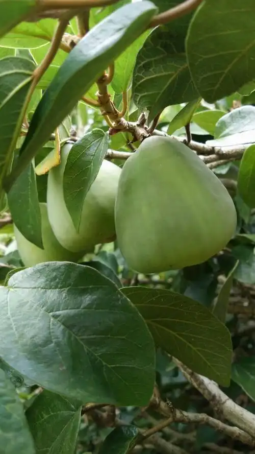 请问图中的叫什么果实?在山上看到的.