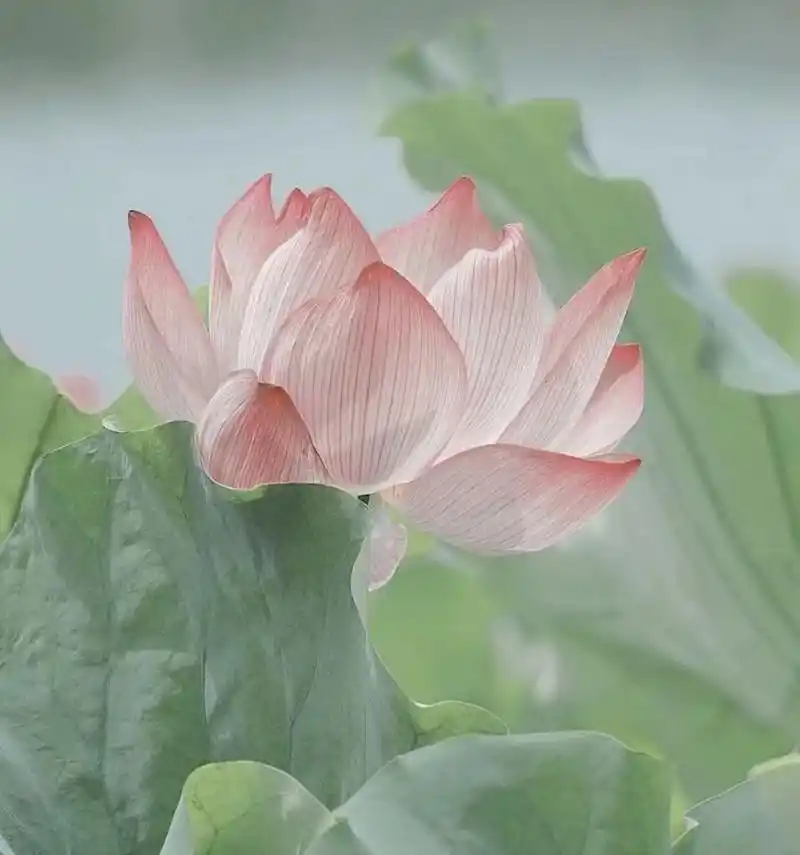 不一样的荷花头像 『好运连连』