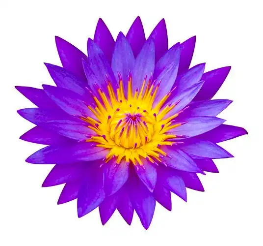 紫色_莲花_自然_莲花池_一个_象征_佛教_泥_白色背景_高清图片_全景