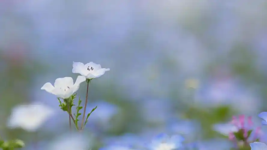 小清新唯美花卉图片高清壁纸