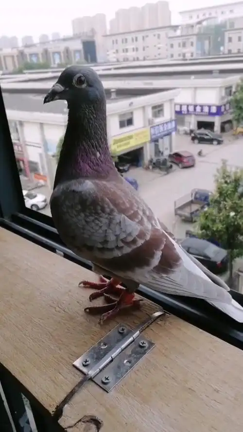 鸽子佳丽#一羽漂亮的好战分子:红雨点雄鸽!