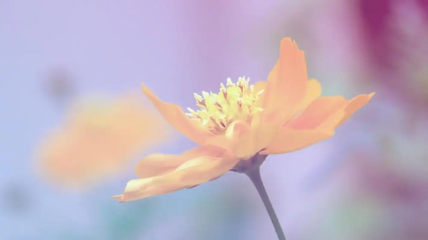 唯美植物微距图片桌面壁纸下载2