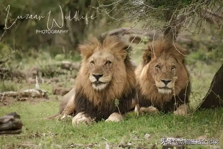 小魔鬼雄狮联盟:七兄弟顺利称王,开启复仇之路,击败北时尚雄狮_狮群