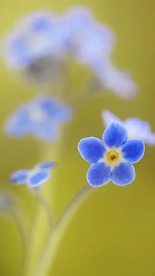 清新护眼植物花卉,高清图片,手机锁屏桌面-壁纸族