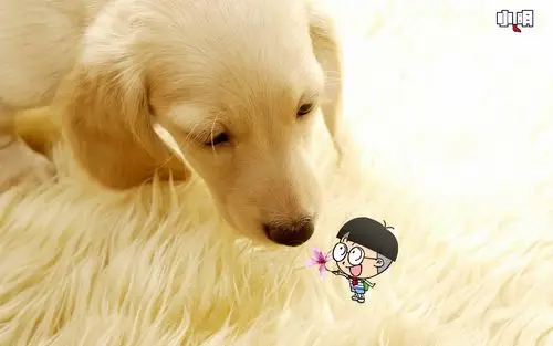 卡通可爱男孩桌面壁纸之大脑袋