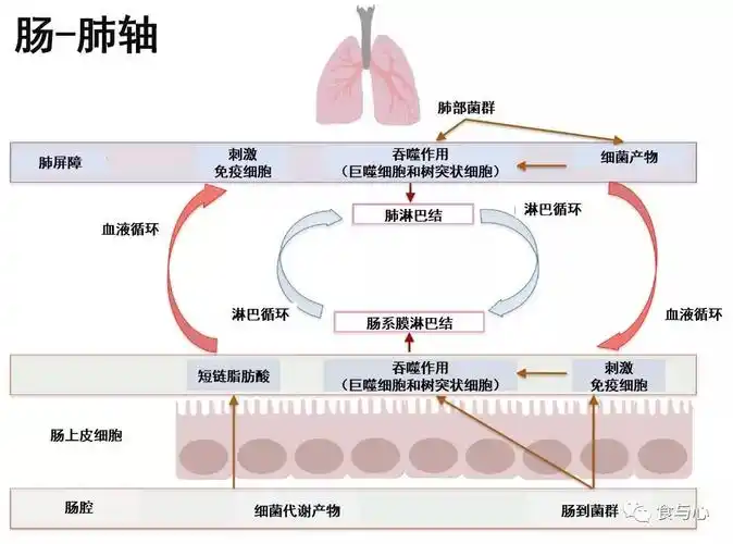 皮肤免疫屏障和气道免疫屏障