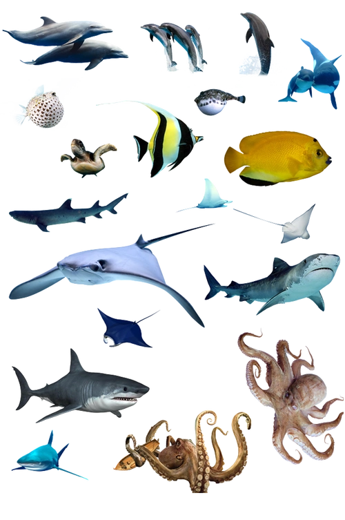 海洋生物大全png