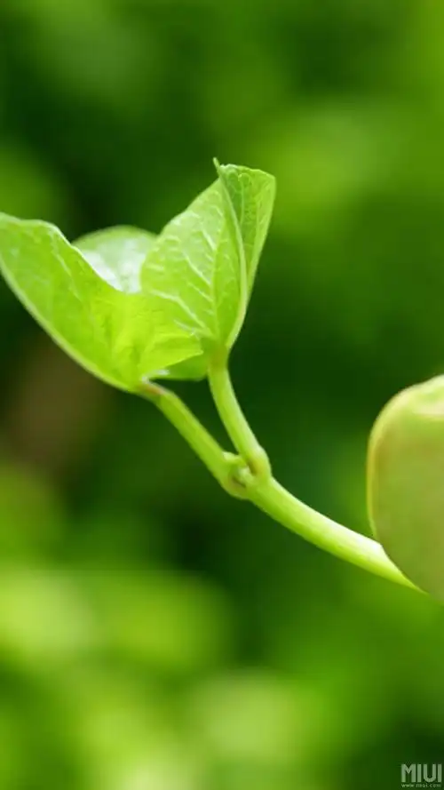 高清微信护眼图