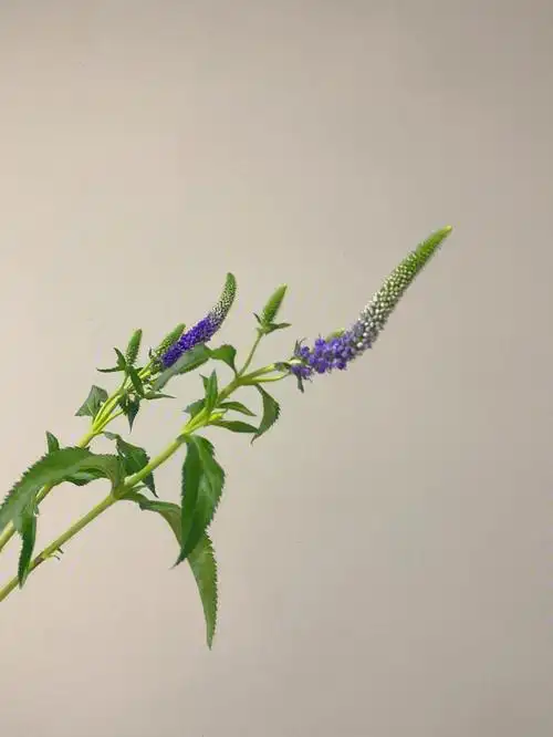 今日fafa78鼠尾草