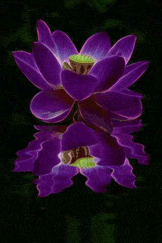 320_480竖版 竖屏gif 动态图 动图