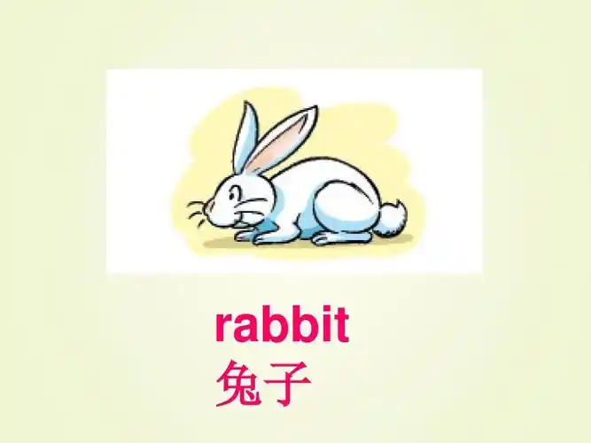 rabbit 兔子