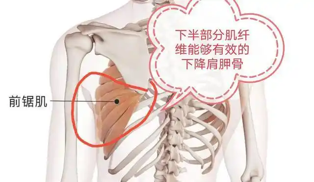 被忽略的前锯肌训练到底有多重要