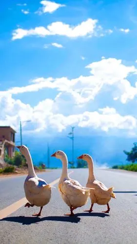 壁纸收藏夏日小清新唯美通透可爱